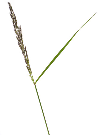 BROMUS  POACEAE  plant grass close up macro shot Isolated on white backgroundの写真素材