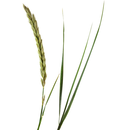 ELYMUS LEYMUS ARENARIUS growing Gulf of Finland Isolated on white backgroundの写真素材
