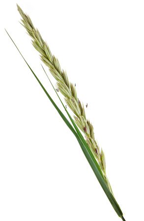 ELYMUS LEYMUS ARENARIUS Isolated on white backgroundの写真素材
