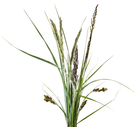 bunch of mix green grass Isolated on white backgroundの写真素材