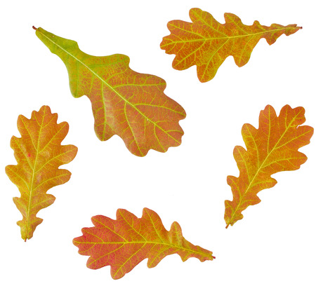Autumn Oak Leaves Set isolated on white backgroundの写真素材