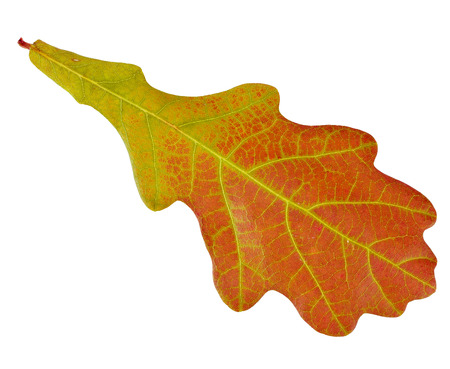 One Autumn Oak Leaf isolated on white backgroundの写真素材