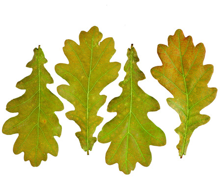 Autumn Oak Leaves set top view surface isolated on white backgroundの写真素材