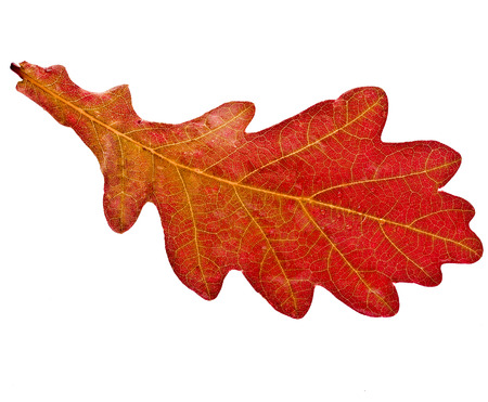 Single Red Autumn Oak Leaf with water drops isolated on white backgroundの写真素材