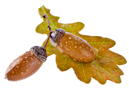 acorns oak with water drops isolated on white backgroundの写真素材