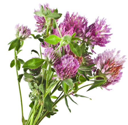 Closeup of red clover flower  Trifolium pratense  isolated on white backgroundの写真素材