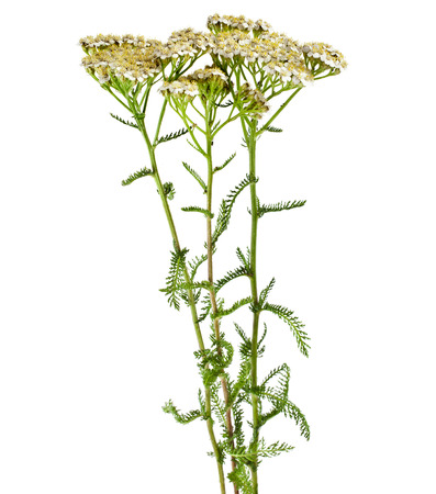 Milfoil herbal medicine , Yarrow   Achillea millefolium L   の写真素材