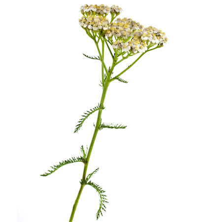 Milfoil herbal medicine , Yarrow   Achillea millefolium L   の写真素材