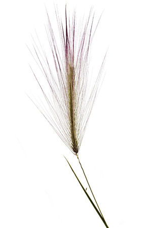 Decorative Fluffy colored spikelet Isolated on white backgroundの写真素材