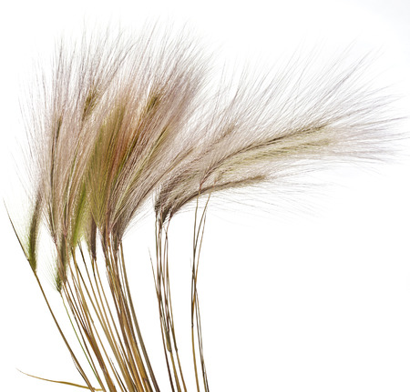 Fluffy colored spikelets Isolated on white backgroundの写真素材