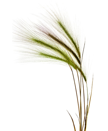 Decorative colorful spikelets isolated on white backgroundの写真素材