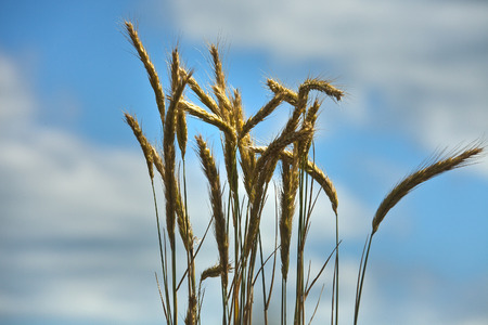 wheat spikes in summer day on blue sky with white cloudsの写真素材