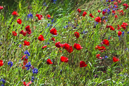 Field of bright red poppy flowers in summer dayの写真素材