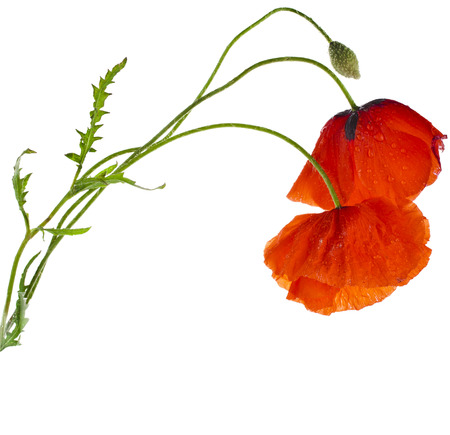 red poppies isolated on a white backgroundの写真素材