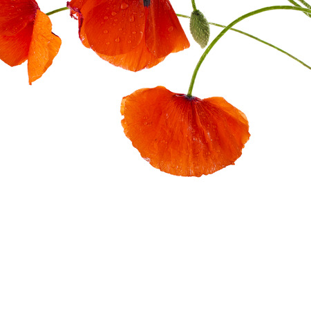 red poppies isolated on a white backgroundの写真素材