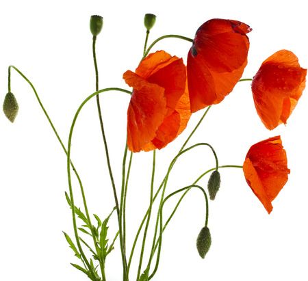 red poppies isolated on a white backgroundの写真素材