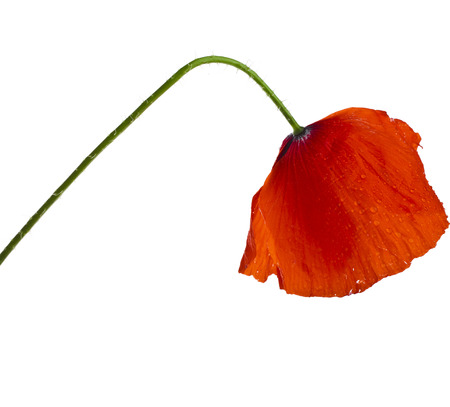 One red poppy flower close up isolated on a white backgroundの写真素材