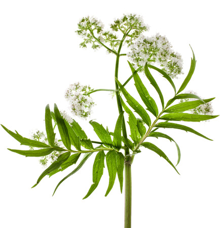 Valerian  Valeriana officinalis  flowering plant isolated in front of white backgroundの写真素材