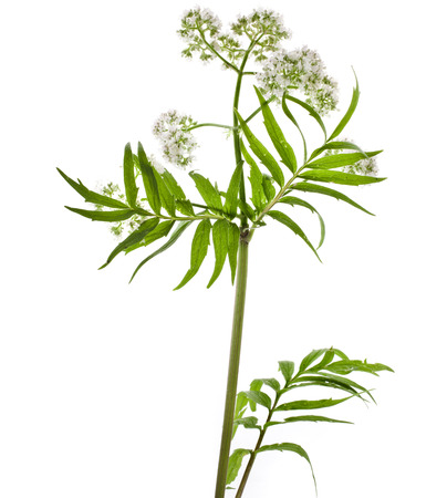 Herb plant valerian flowering plant isolated on white backgroundの写真素材