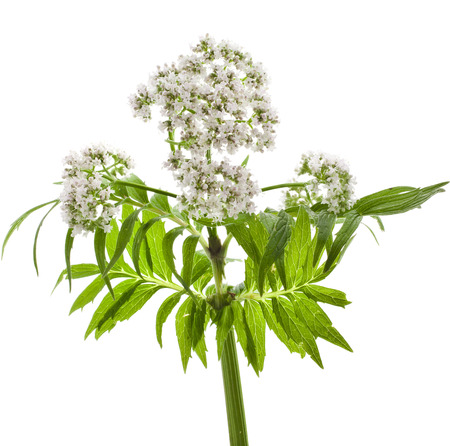 Herbaceous plant valerian flowering isolated in front of white backgroundの写真素材