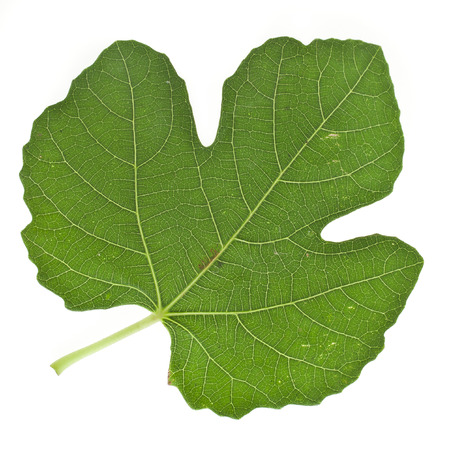 One fig tree leaf surface close up isolated on white backgroundの写真素材