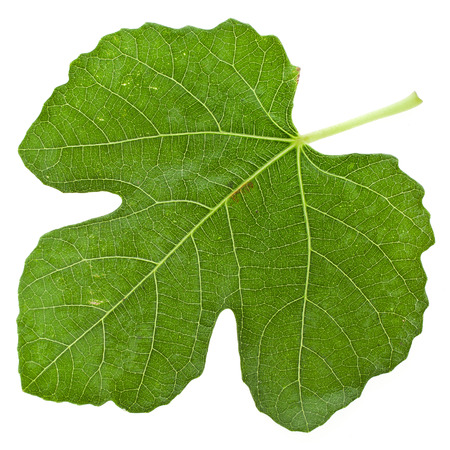 One fig tree leaf surface close up isolated on white backgroundの写真素材