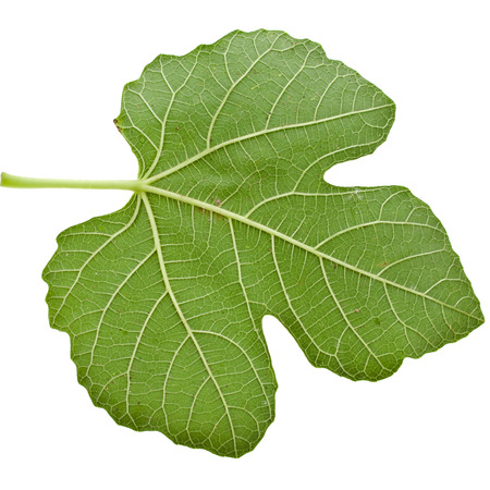 One fig tree leaf surface close up isolated on white backgroundの写真素材