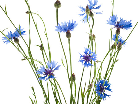 blue cornflower flower isolated on white backgroundの写真素材
