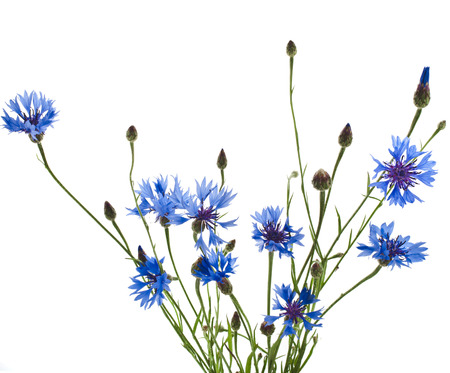 blue cornflower flower isolated on white backgroundの写真素材