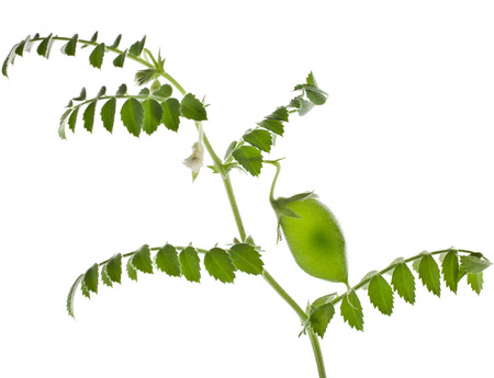 Green young chick- pea plant sprouts isolated on white backgroundの写真素材