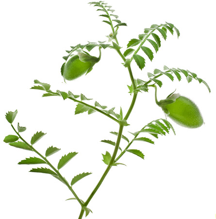 chickpeas green young plant isolated on white backgroundの写真素材