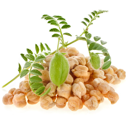chickpeas plant with seed heap close up,isolated on white backgroundの写真素材