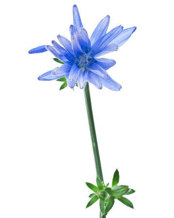 Blue chicory flower isolated on a white backgroundの写真素材