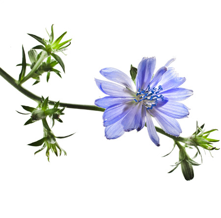 Common chicory flower Cichorium intybus isolated on a white backgroundの写真素材