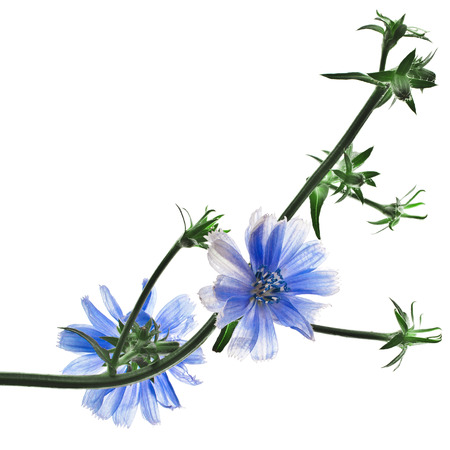 Cichorium intybus flower on a white backgroundの写真素材
