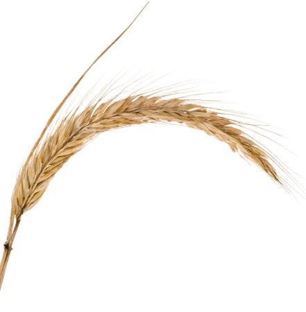 Wheat Spikelet isolated on a White Backgroundの写真素材