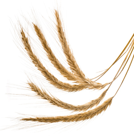 Wheat Spikelets isolated on a White Backgroundの写真素材