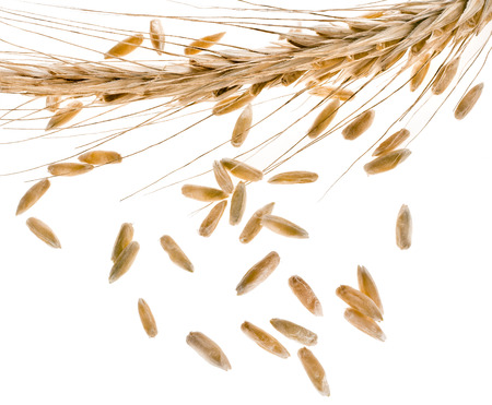 Spikelet and Young Grains of Wheat ears close up isolated on a White Backgroundの写真素材
