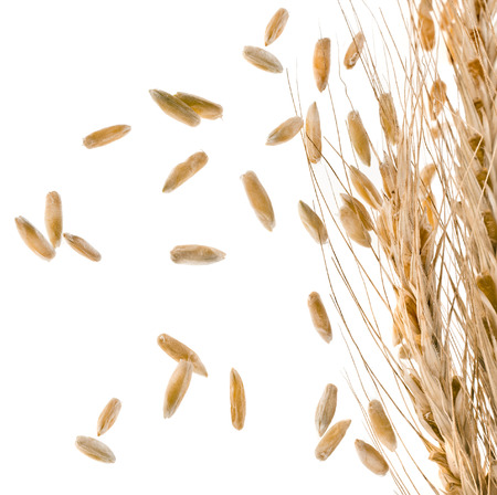 Border of Spikelets and Grains of Wheat ears isolated on a White Backgroundの写真素材