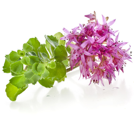 Herbaceous Perennial Plant Crassulaceae Sedum close up isolated on a white backgroundの写真素材