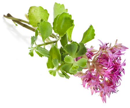 Herbaceous Perennial Plant Crassulaceae Sedum close up isolated on a white backgroundの写真素材