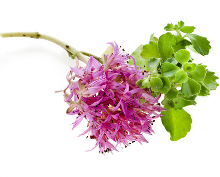 Herbaceous Perennial Plant Crassulaceae Sedum close up isolated on a white backgroundの写真素材