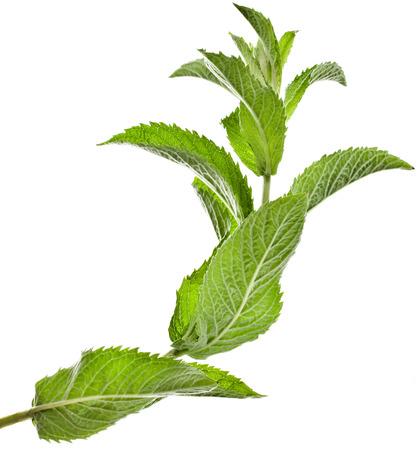 fresh green mint leaves isolated on white backgroundの写真素材