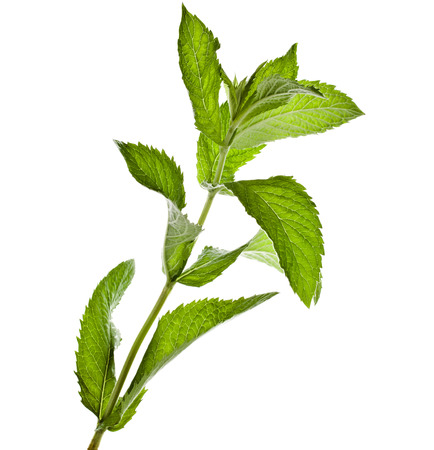 fresh green mint leaves isolated on white backgroundの写真素材