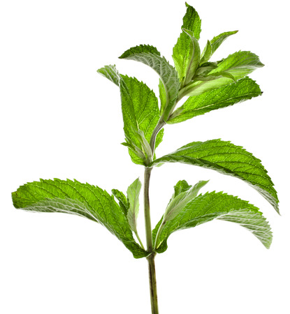 fresh green mint leaves isolated on white backgroundの写真素材
