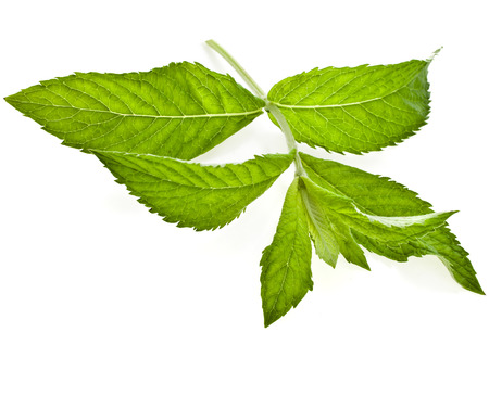 fresh green mint leaves isolated on white backgroundの写真素材