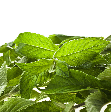 fresh green mint leaves close up isolated on white backgroundの写真素材