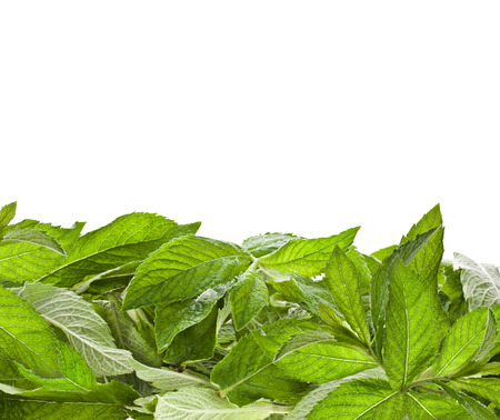 fresh green mint leaves close up isolated on white backgroundの写真素材