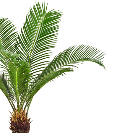 Green palm tree on white backgroundの写真素材
