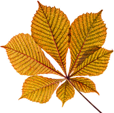 One Single Leaf of horse chestnut tree close up  Aesculus hippocastanum  isolated on a white backgroundの写真素材